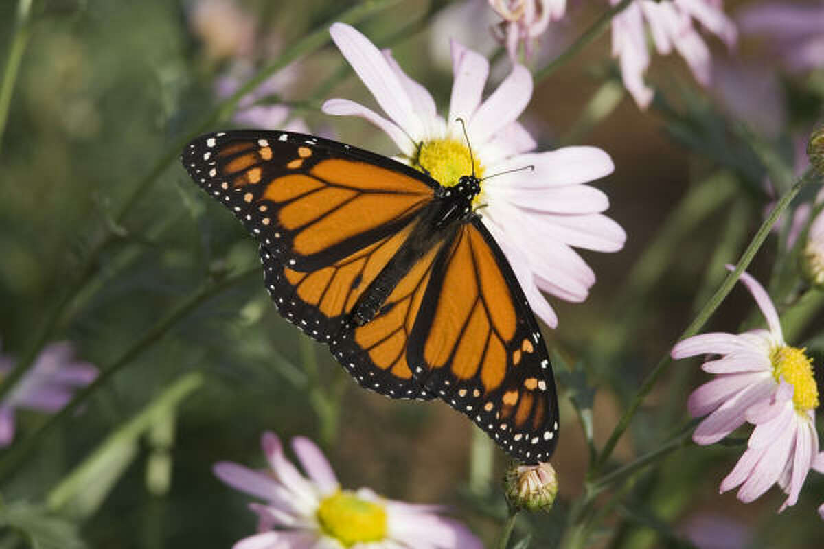Monarch butterflies are moving through Texas by the thousands on their annual migration.