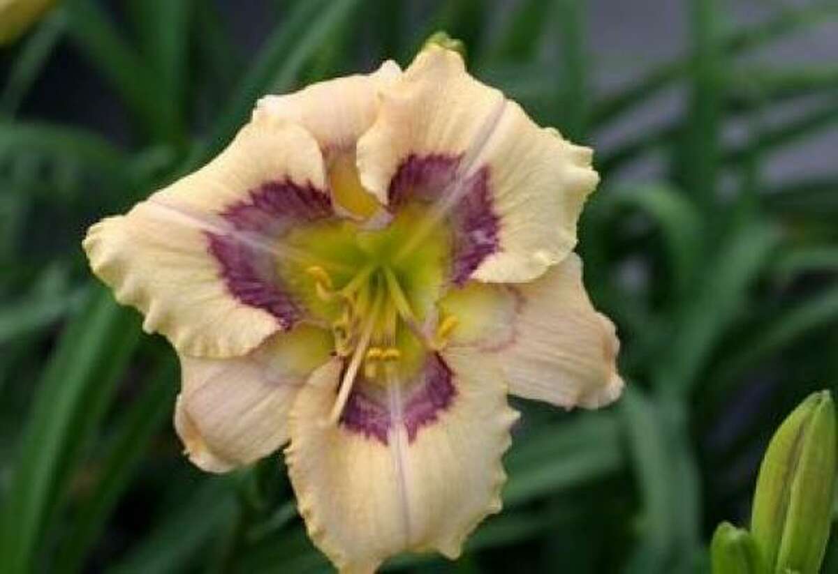 The 'Visual Intrigue' daylily will be for sale at the Lone Star Daylily Society event in Katy today.