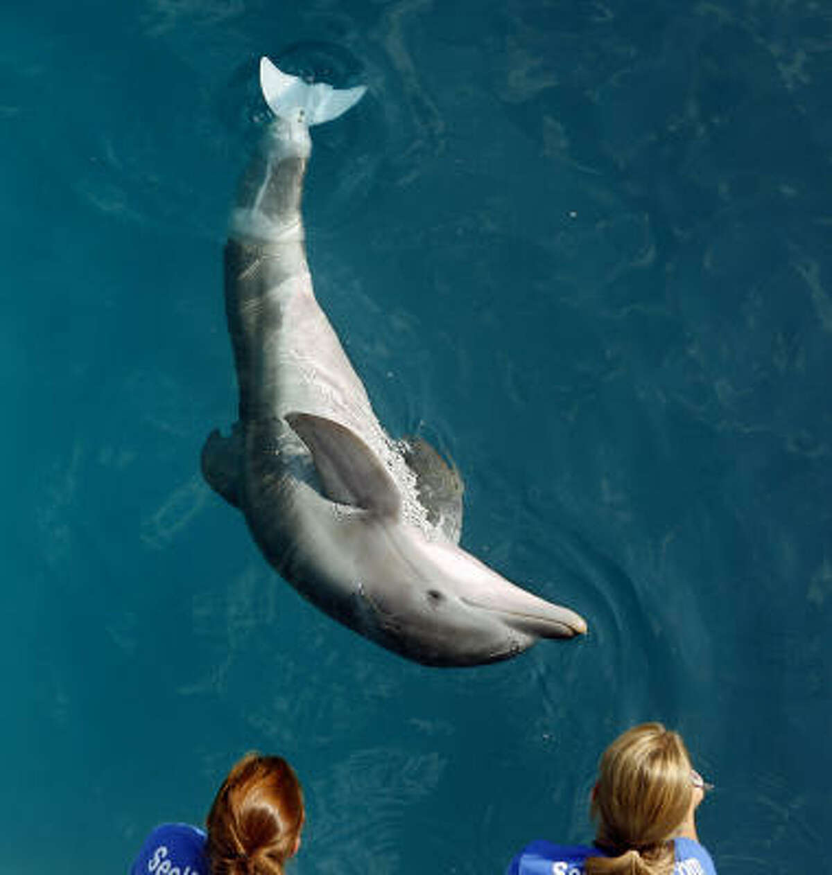 Injured dolphin gets special tail prosthesis, and the technology could