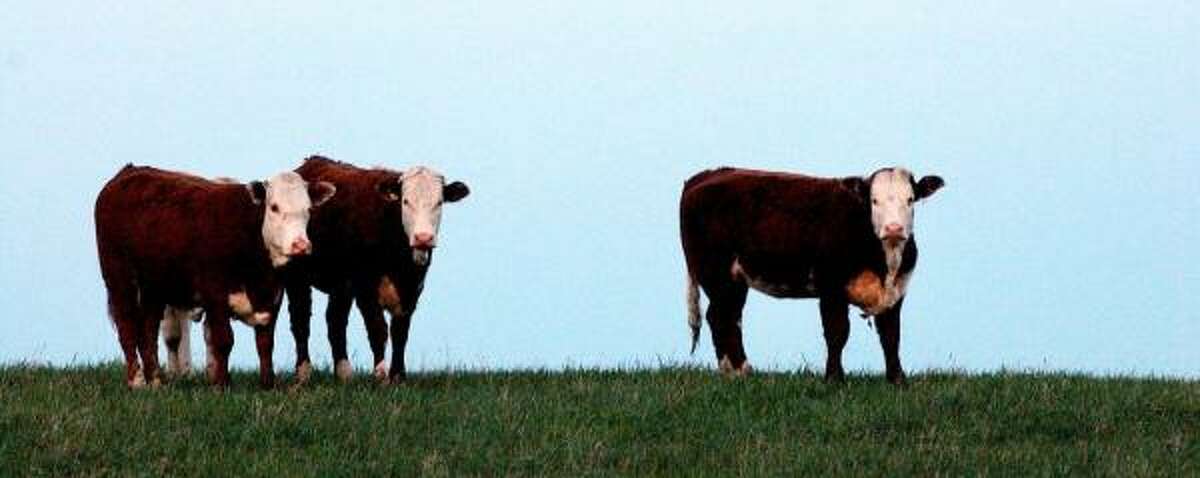 Quarantined cattle graze in Alberta in 2003, the year a cow was discovered to be infected with bovine spongiform encephalopathy, known as mad cow disease. A U.S. cattlemen's group has sued to stop imports of Canadian cattle over 30 months of age.