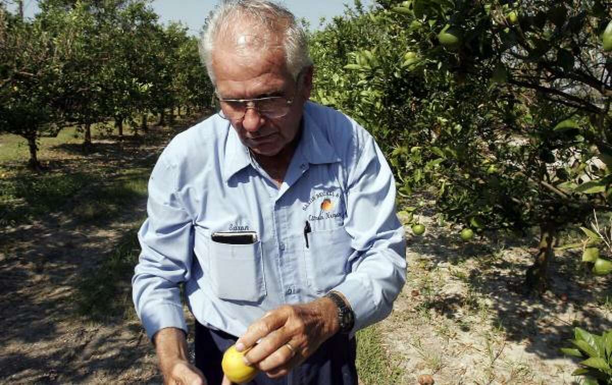 Citrus farmer Saxon Becnel looks over orange crops damaged by Hurricane Katrina in 2005. After looking for new locations, Becnel and his family were attracted to Orange County in Southeast Texas.