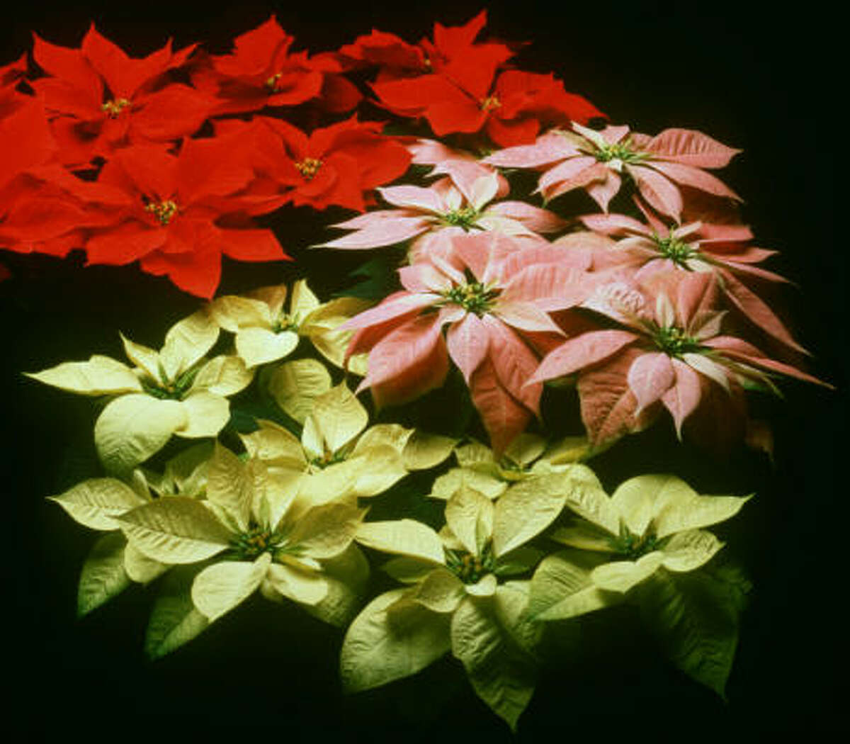 The poinsettia is available not only in the ever-popular red, but also in pink, maroon, white, yellow and with marbled bracts.