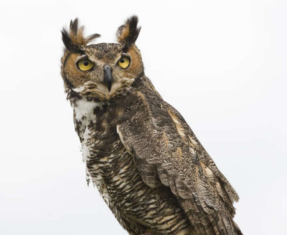 Great horned owl inspires awe, fear Houston Chronicle