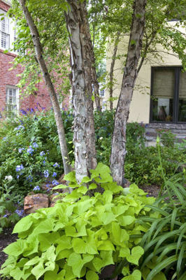 Shade trees Houston Chronicle