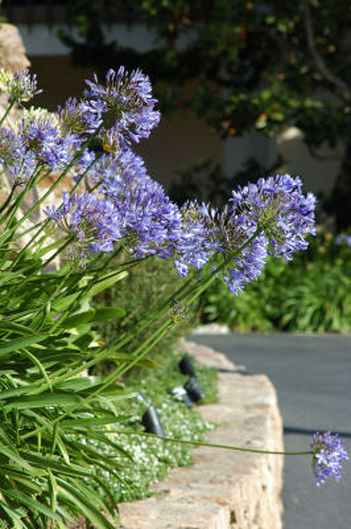 AGAPANTHUS: LILY OF THE NILE