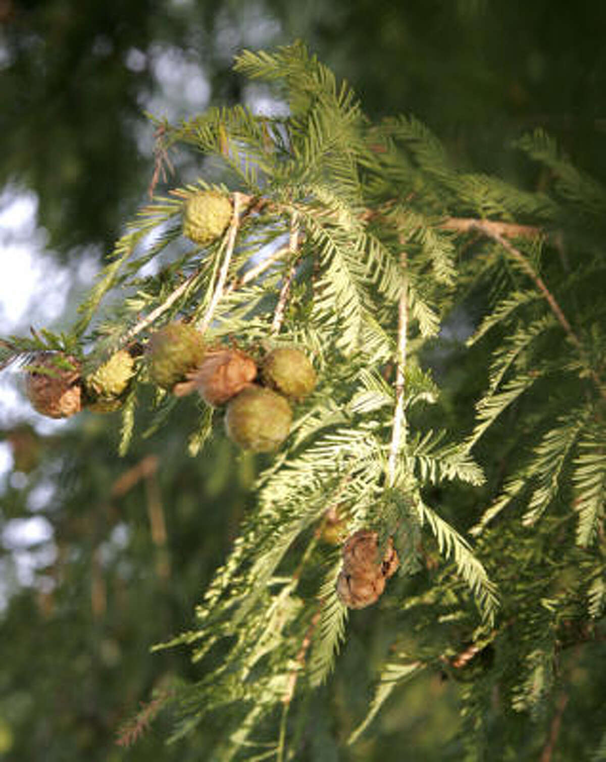 Top 10 droughttolerant trees for Houston