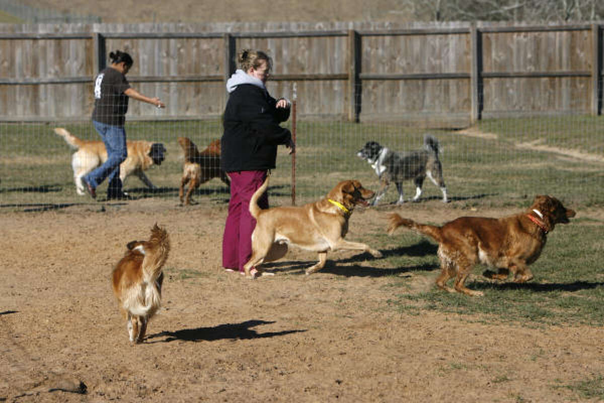 A day at waggin tails pet ranch