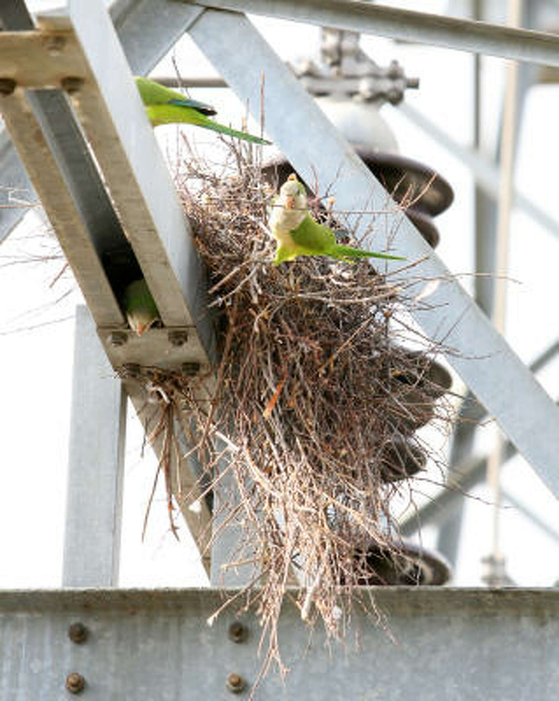 Unlocking The Secrets Of Parakeet Mating Habits - e43thq3