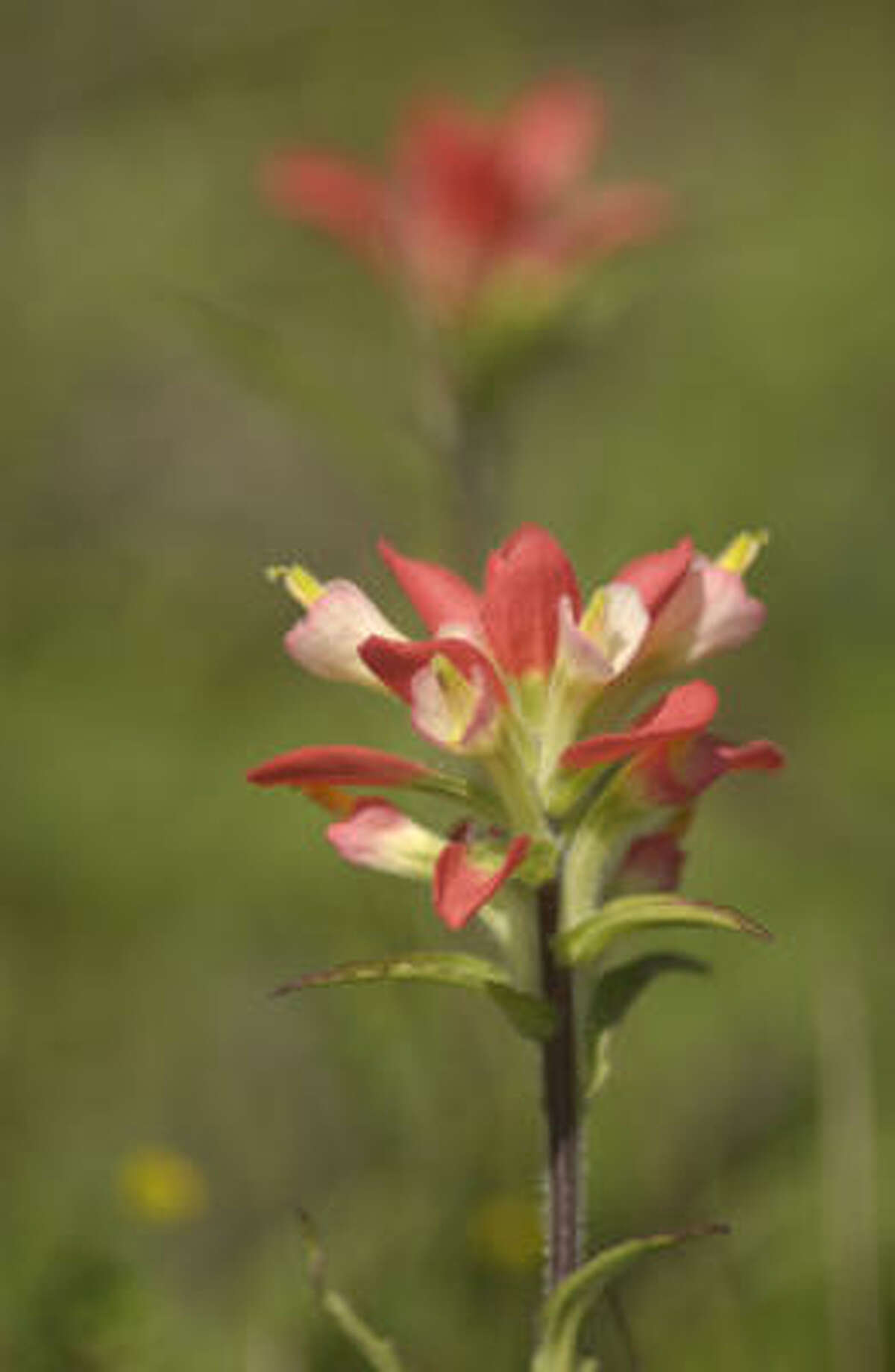 Indian paintbrush (Castilleja indivisa): The red-orange bracts of this popular wildflower mimic a Texas sunset and nearly hide the inconspicuous cream flowers. A member of the snapdragon family, the paintbrush is 8 to 16 inches tall and has slender, hairy leaves. It's often a bluebonnet companion. Blooms: March-May.
