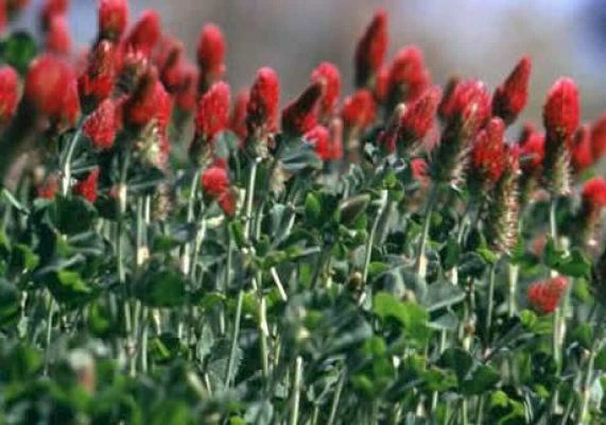 Crimson clover (Trifolium incarnatum): Although not a native, this brilliant red bloomer draws considerable attention. Thanks to Texas Department of Transportation's seeding, it blankets shoulders and medians around the state. You'll also find it on the embankments in Houston's Memorial Park. Blooms: March-May.
