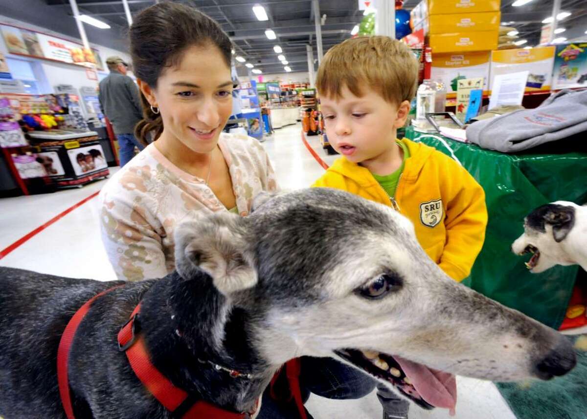 Karen Tomanio and her son, Caden McLeod, 3, of Southbury, admire Allie, one of the retired racing greyhounds, at Petco, in Brookfield, on Saturday, Oct.10,2009, during an adoption event.
