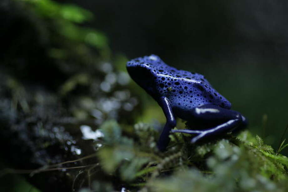 Critically endangered 'Houston Toad' is about to croak… for good Houston Chronicle