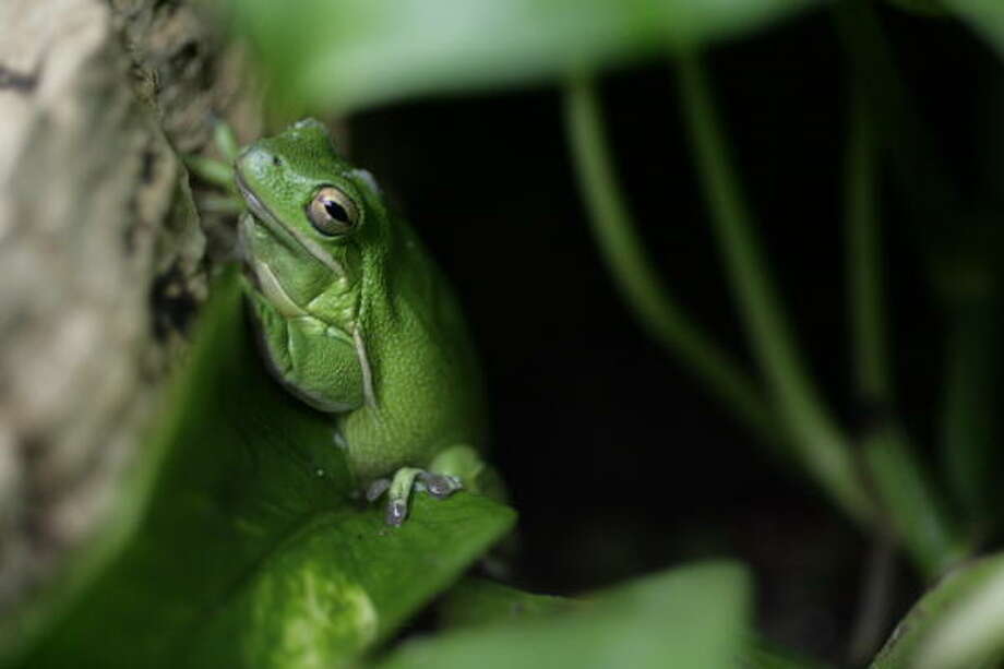 Critically endangered 'Houston Toad' is about to croak… for good