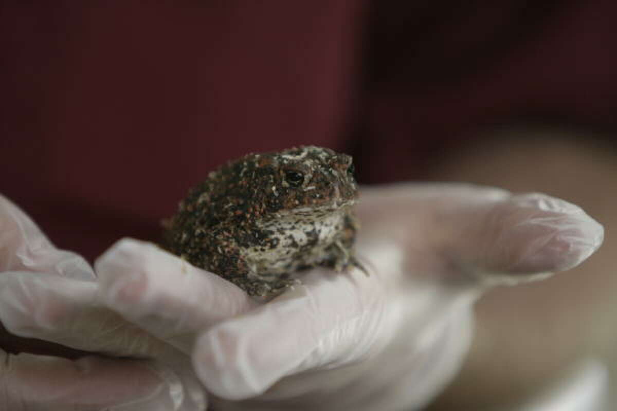 Critically endangered 'Houston Toad' is about to croak... for good