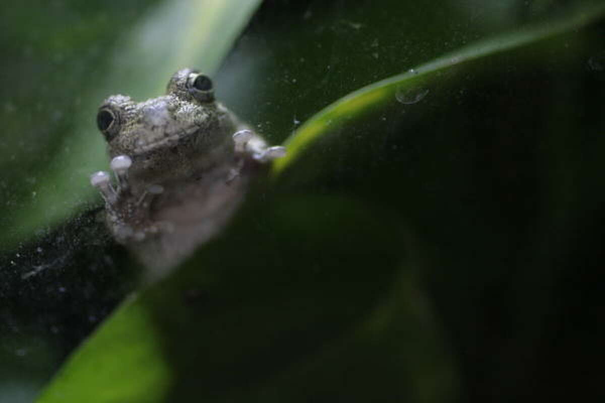 A gray tree frog, which is native to Houston. (For photos of Houston frogs and toads, scroll through the gallery.)