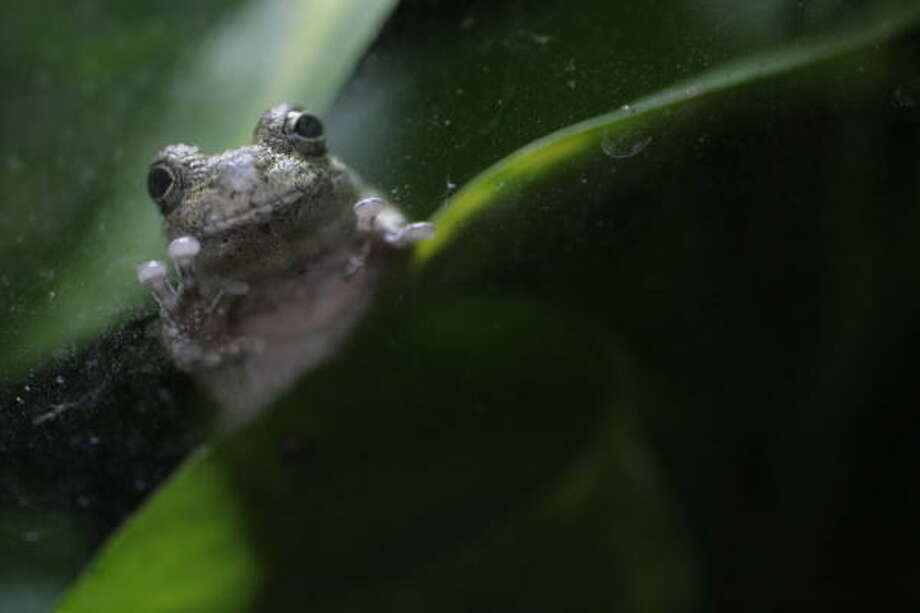 Critically Endangered 'Houston Toad' Is About To Croak… For Good ...