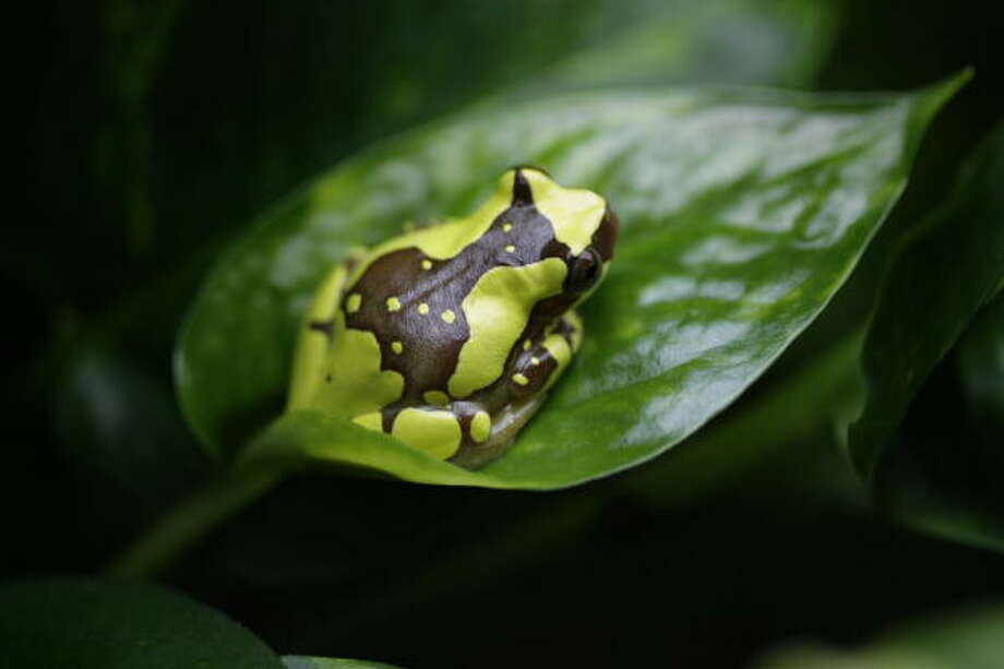 Critically endangered 'Houston Toad' is about to croak… for good