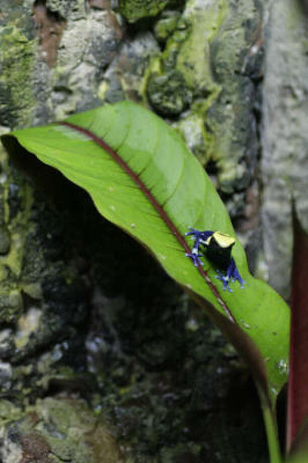 Critically endangered 'Houston Toad' is about to croak… for good Houston Chronicle