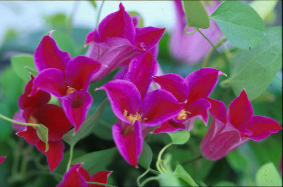 Hybridizers create five coloful varieties of clematis Houston Chronicle