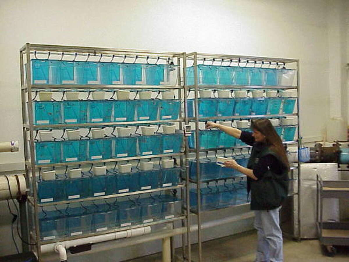 Aquarium fish may hail from exotic, faroff Idaho