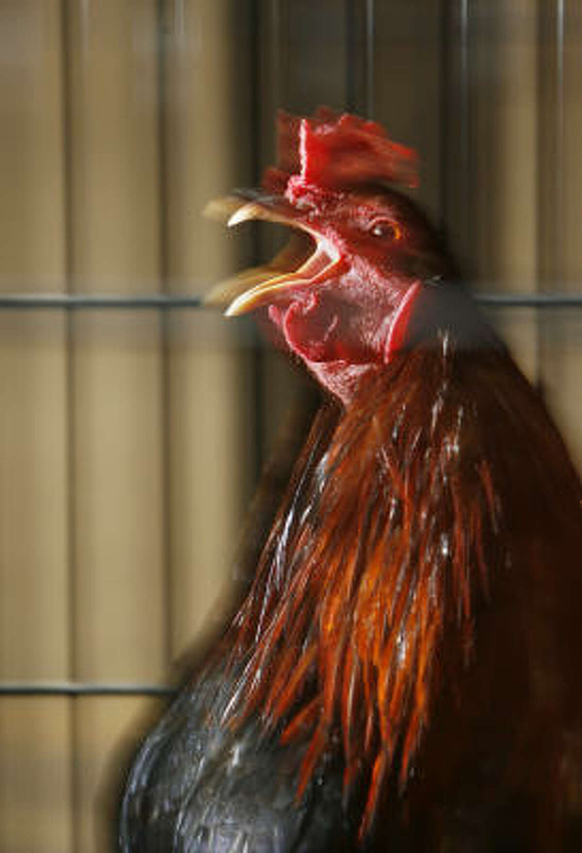 Houston's Society for the Prevention of Cruelty to Animals is handling 400 fighting roosters seized in November.