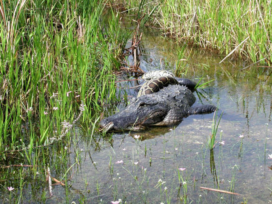 pythons-threaten-death-grip-on-everglades-houston-chronicle