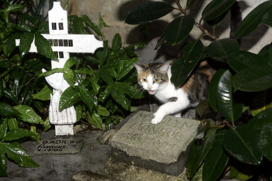 Hemingway Cats In Legal Limbo Houston Chronicle