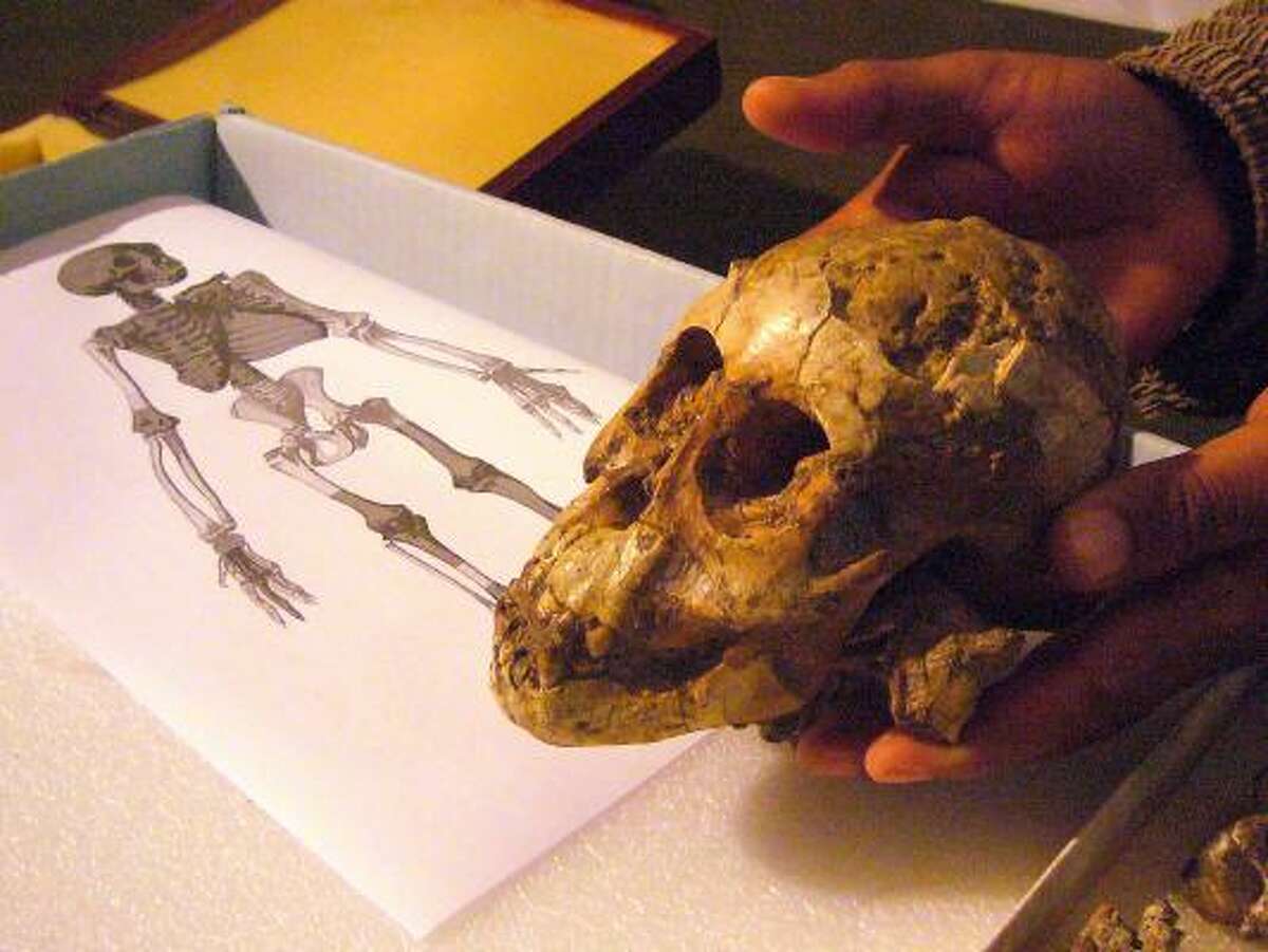 Zeresenay Alemseged holds the skull of a hominid child known as Australopithecus afarensis.