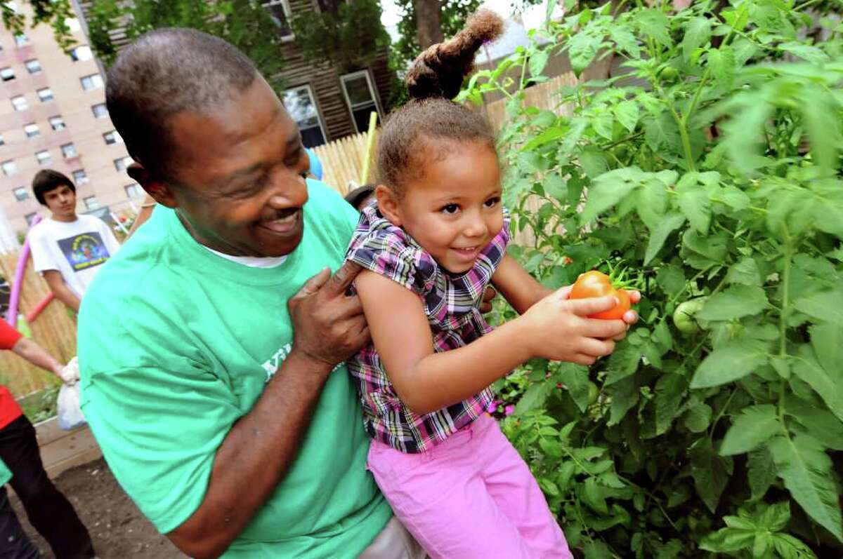 Tatiana Tune, 4, of Albany holds up a tomato she picked with the help of Willie White, president and founder of AVillage, at the newly dedicated children's garden on Thursday, Aug. 11, 2011, in Albany, N.Y. (Cindy Schultz / Times Union)