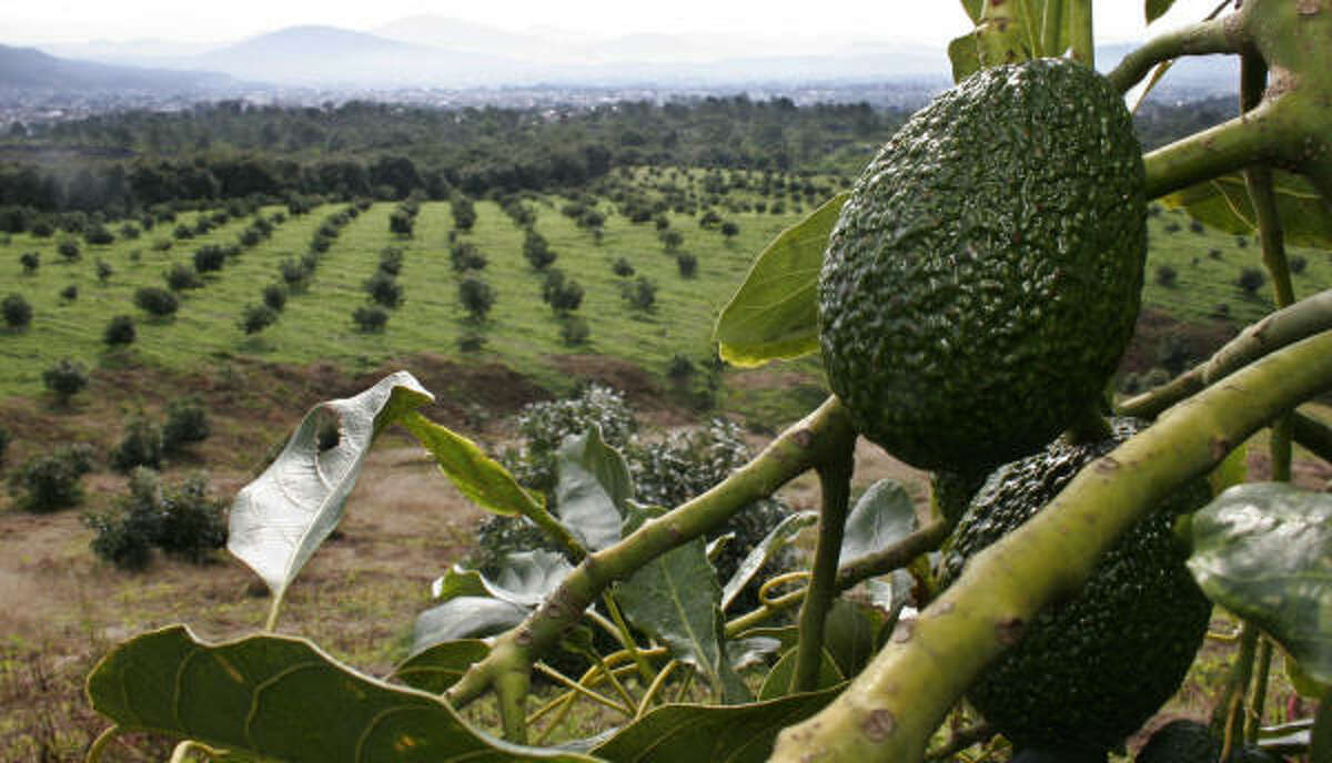 Demand for avocados has sparked growth in Michoacán