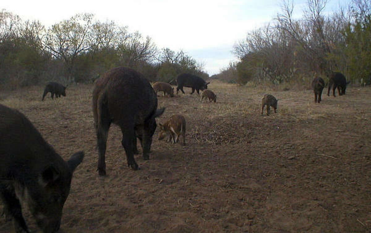 The typical group of feral hogs holds an adult sow and her piglets along with one or two of the sow's adult daughters and their broods. Females usually begin breeding at 8-10 months.
