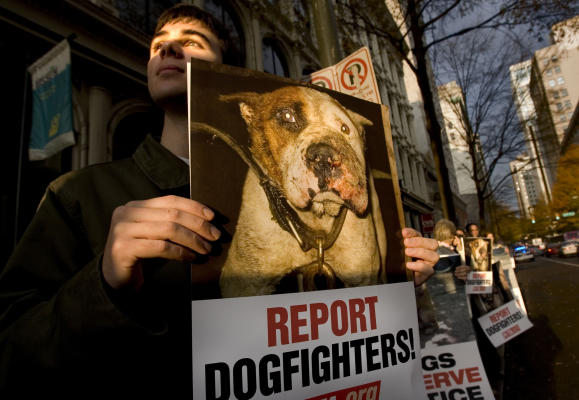 4 Years After Michael Vick, Dog Fighting Still Thrives - AvvoStories