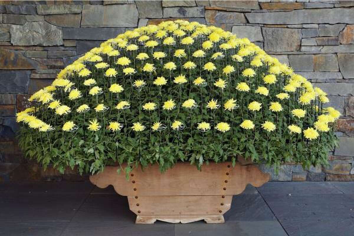 KIKU JAPANESE CHRYSANTHEMUM ART