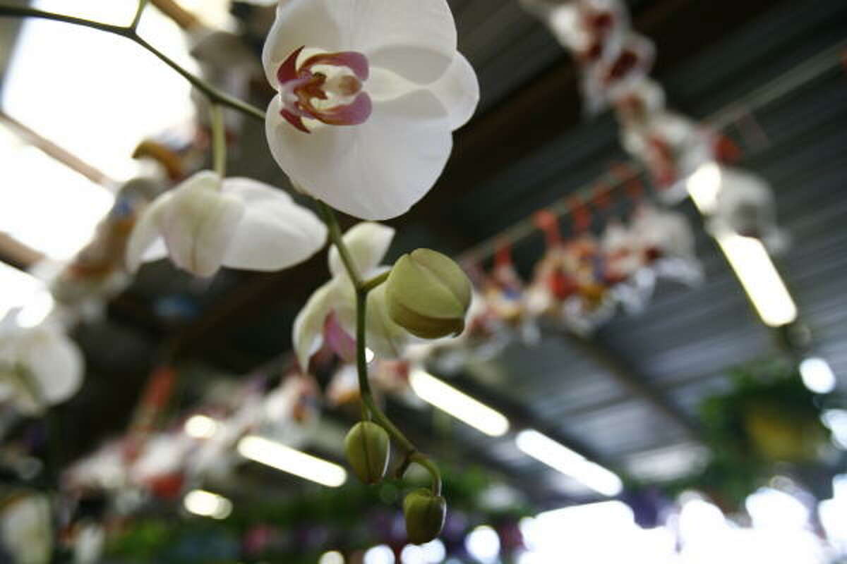 Picking flowers on Fannin Street