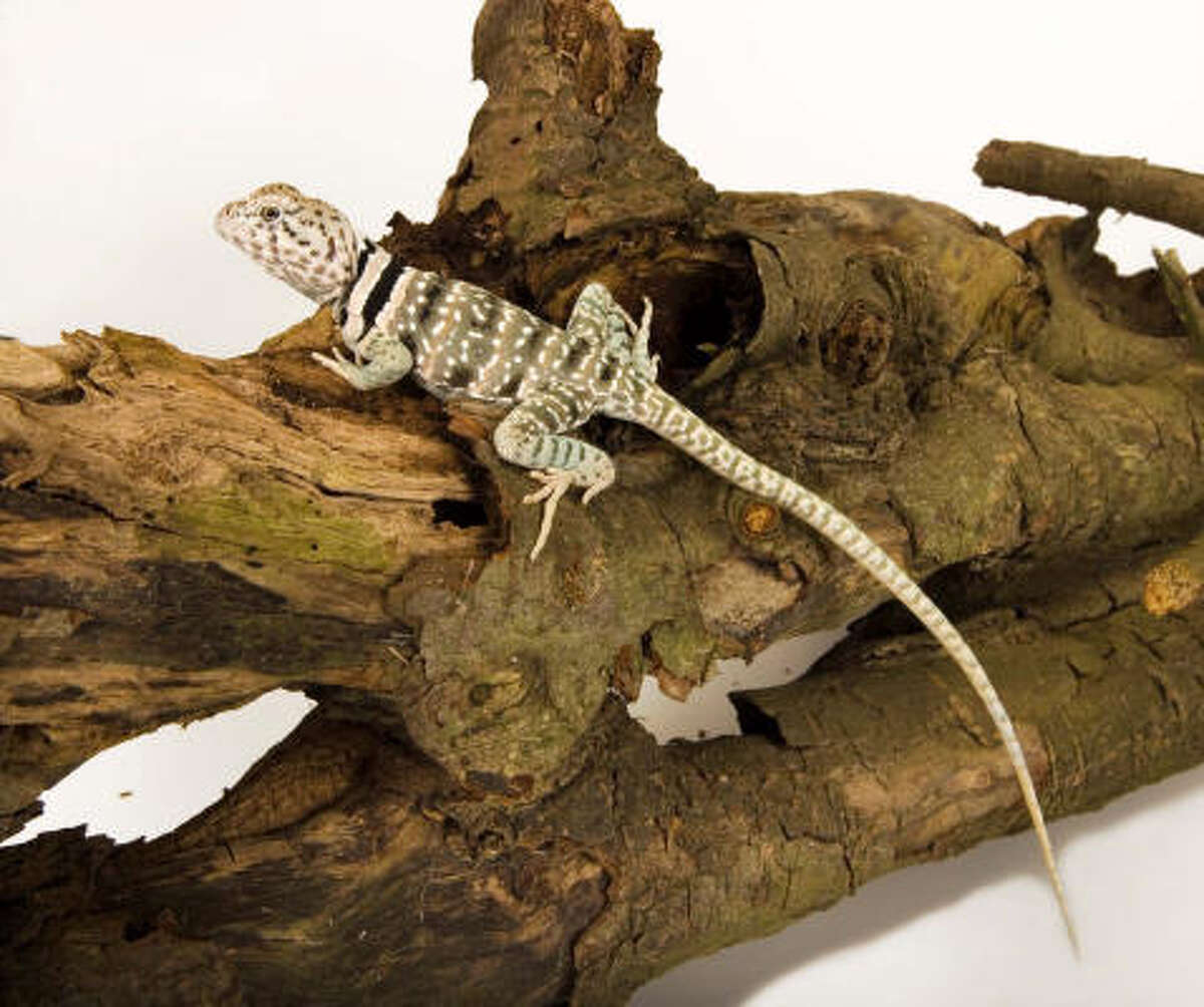 Lizards & Snakes alive!