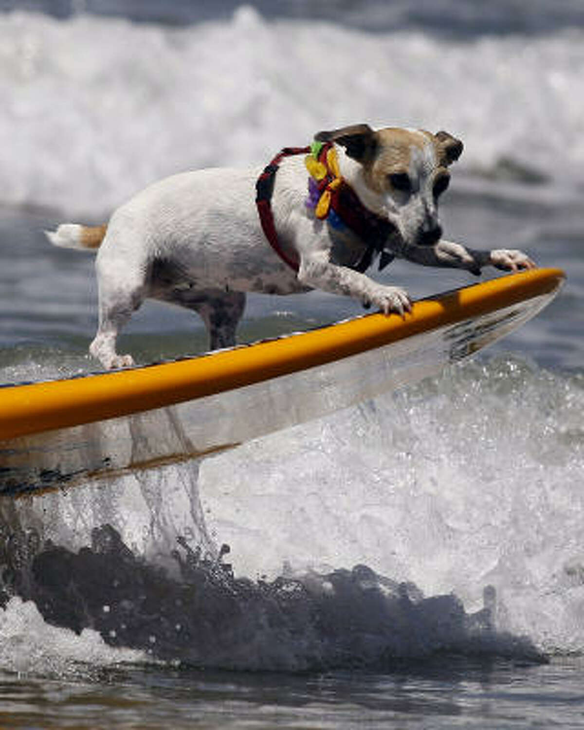 Surf Dog competition