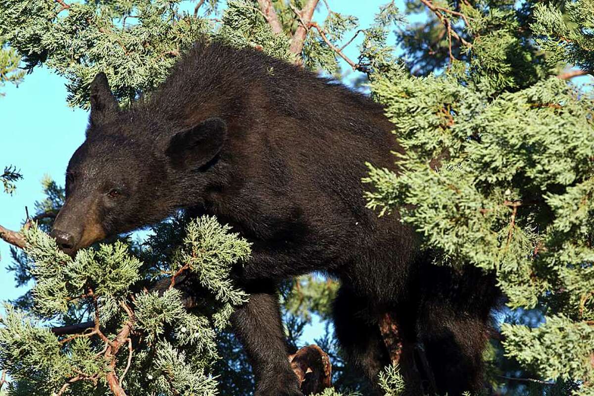 Big Bend's black bears on the move