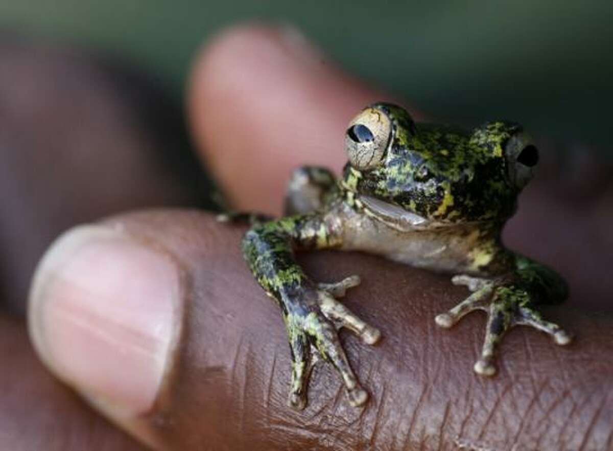 Golden effort to save an iconic frog