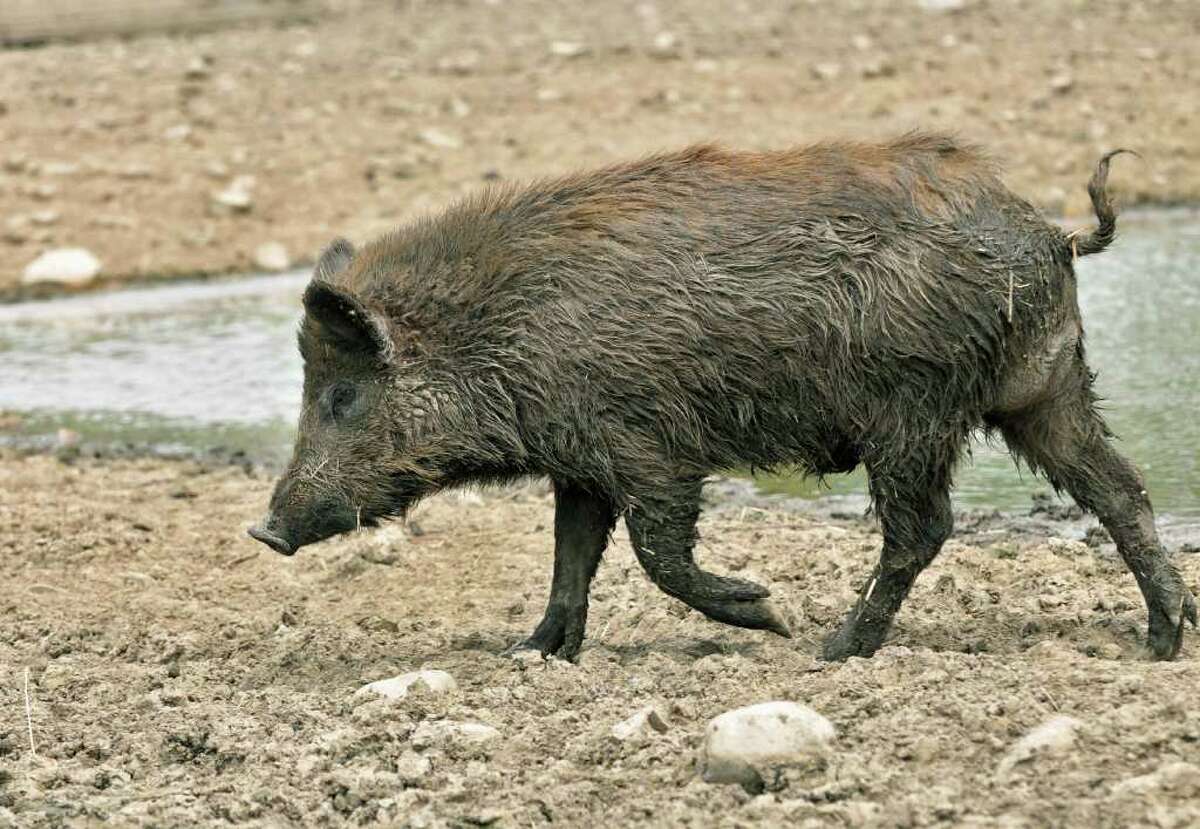 Wild boars go hogwild as upstate threat