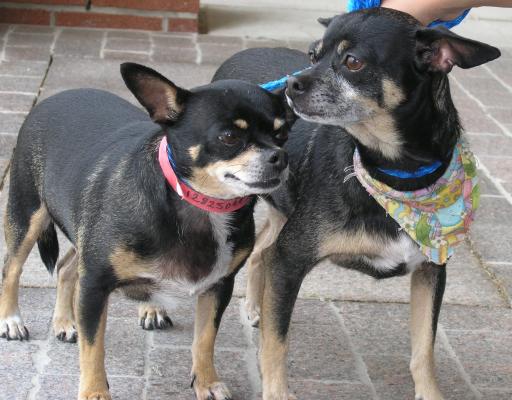 Pethouse Pets of the Week: Chiquita and Lucy