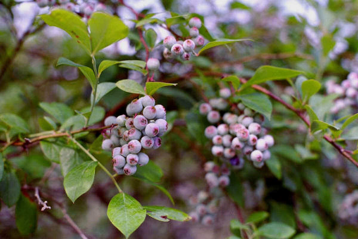 finch blueberry farm