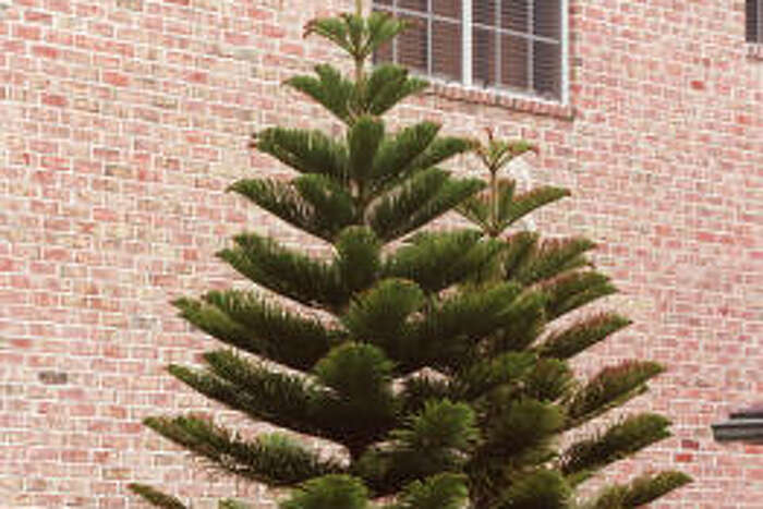 What To Do With A Norfolk Pine That Is Too Large What To Do With A Norfolk Pine That Is Too Large