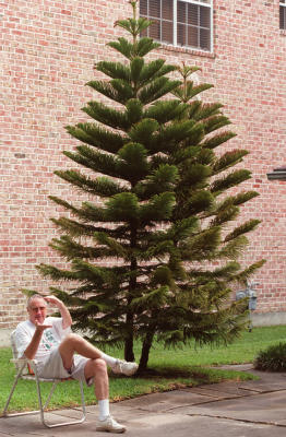 What To Do With A Norfolk Pine That Is Too Large