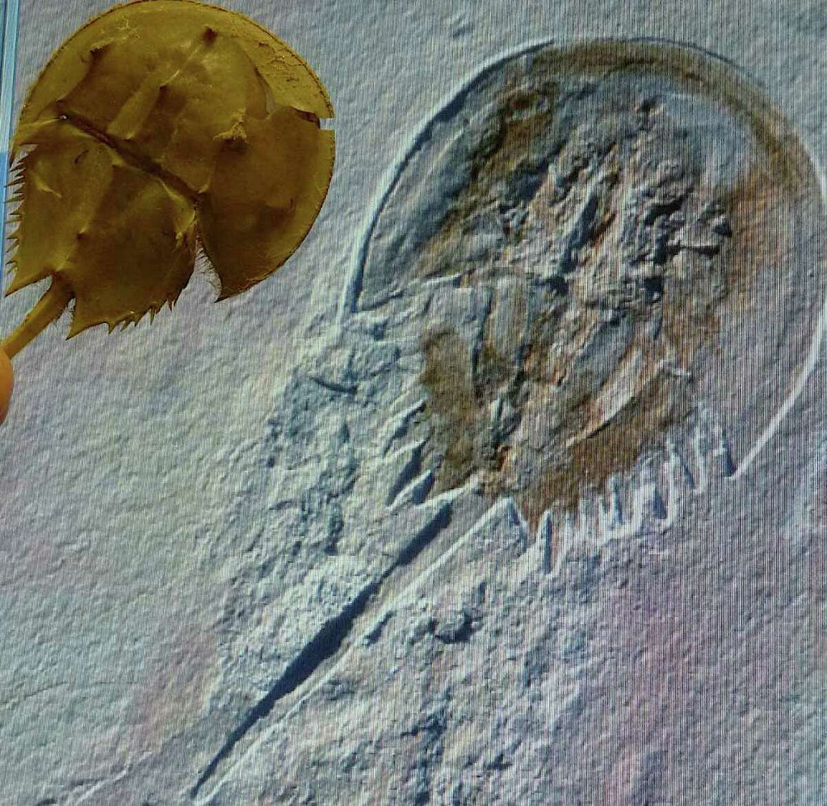 Modern-day horseshoe crab shell, left, appears largely unchanged from that of a horseshoe crab fossil from the Jurassic Period -- although nearly 245 million years separates them. (Fossil image courtesy of Peabody Museum's Derek Briggs.)