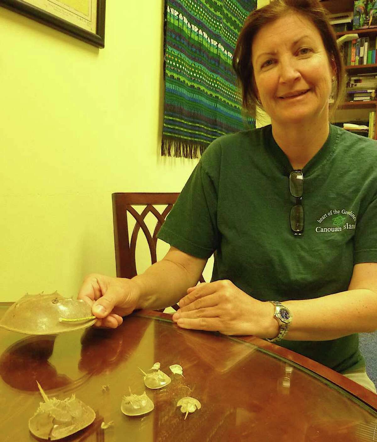 Jennifer Mattei, an associate professor of biology at Sacred Heart University in Fairfield, with a tagged horseshoe crab shell and other shell examples of the crabs.