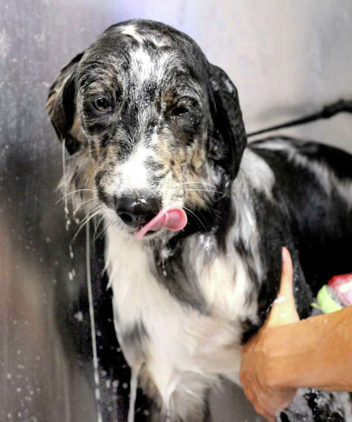 Darby, an Australian sepherd rescue dog, gets a shampoo at A Paw Print, in Brookfield, during a Dog Wash Day to benefit Animal Welfare in New Milford Sunday, Aug. 14, 2011.