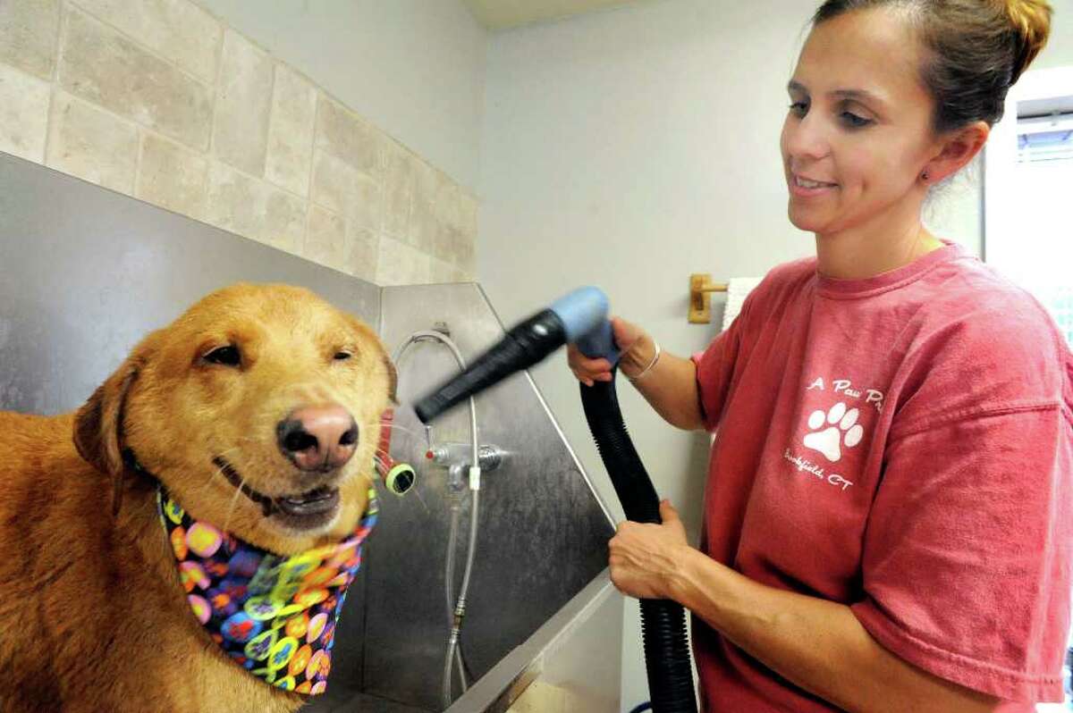 Trish Brady blows rescue dog Farley dry,after his shampoo at A Paw Print, in Brookfield, during a Dog Wash Day to benefit Animal Welfare in New Milford Sunday, Aug. 14, 2011.