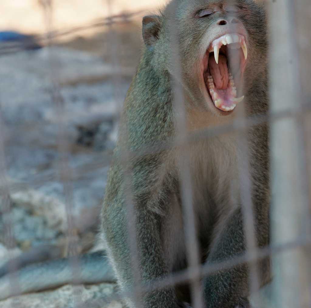 Animal sanctuary takes in abused monkeys