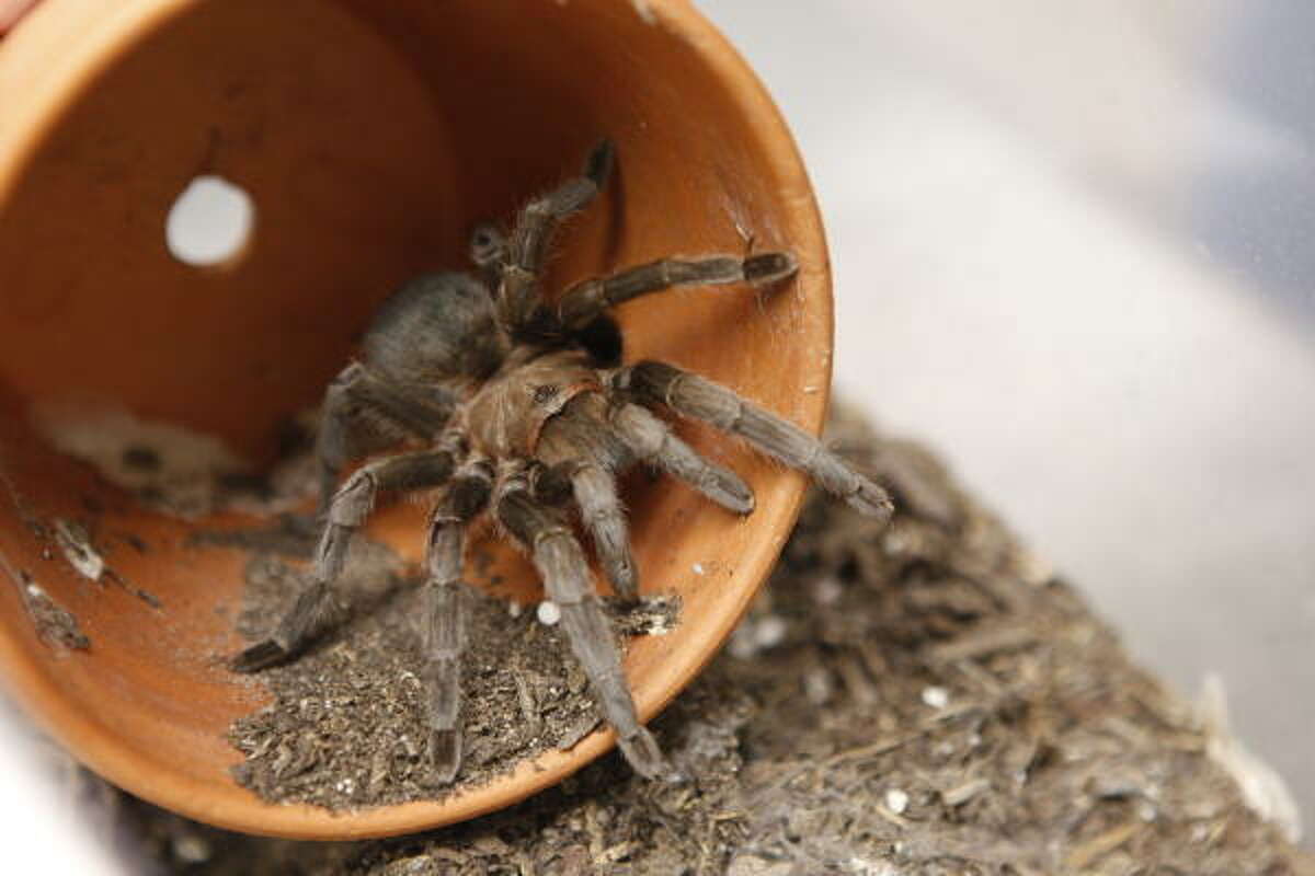 The Texas brown tarantula is just one of the 900 species of spiders found in the state.