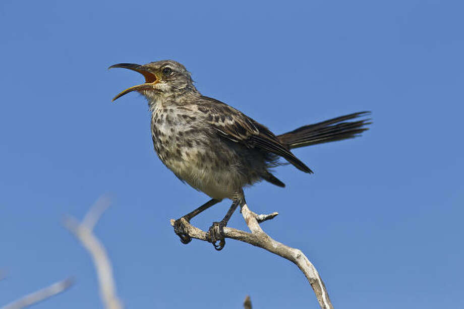 darwin mockingbirds